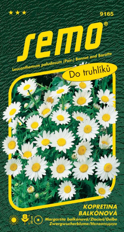 Kopretina balkonová - Sněhurka 0,3g - Obrázek 1