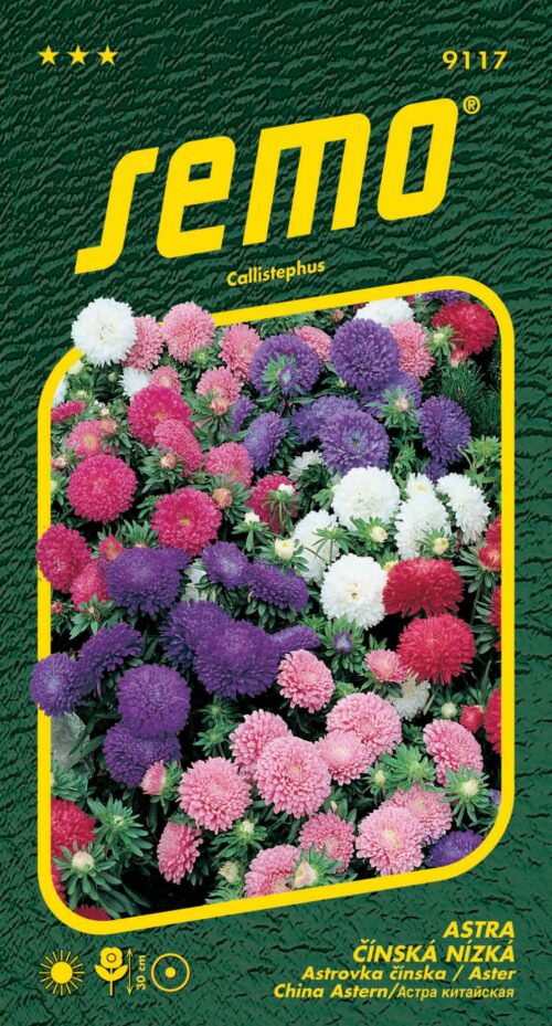 Astra čínská - Colour Carpet (30cm) 0,5g - Obrázek 1