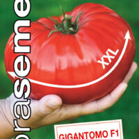 Dobrá semena Rajče tyč. - Gigantomo F1 MAXI 10s