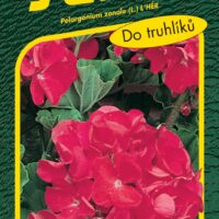 Pelargonie páskatá - červená 11s