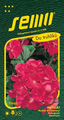 Pelargonie páskatá - červená 11s