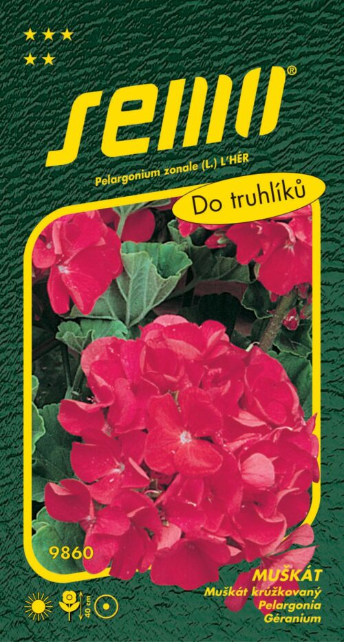 Pelargonie páskatá - červená 11s - Obrázek 1