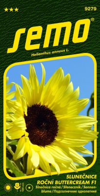 Slunečnice roční - Buttercream F1 8s