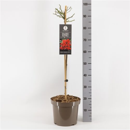Rosa 'Fairy King'®-stromková - Obrázek 2