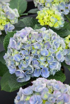 Hydrangea macrophylla 'Saxon®Candy Heart blue' (modrobílá)