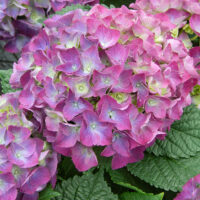 Hydrangea macrophylla 'Curly®Sparkle Blue purple' (fialová)