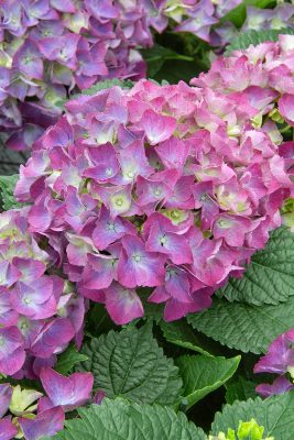 Hydrangea macrophylla 'Curly®Sparkle Blue purple' (fialová)