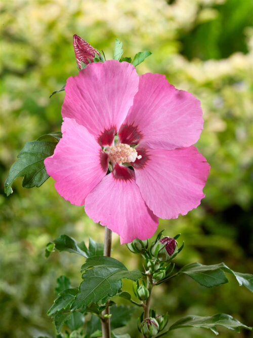 Hibiscus syriacus 'Maike' - Obrázek 1