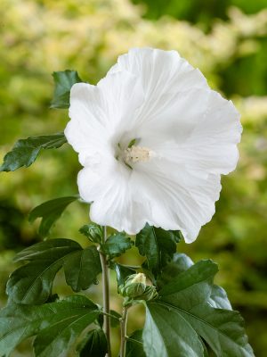 Hibiscus syriacus 'Flower Tower White' (bílý)
