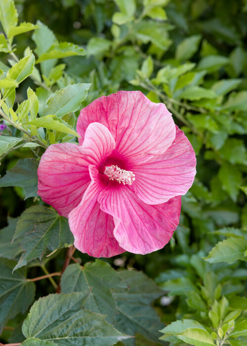 Hibiscus syriacus 'Flower Tower Ruby' (růžový) - Image 1