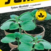 Tykev k roubování - fíkolistá (SM CF 106) 15s  série "Roubuj s námi"