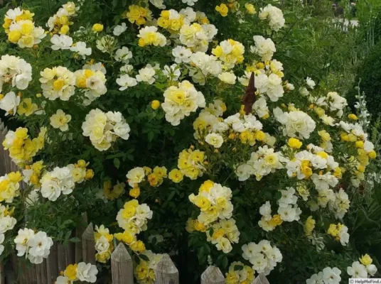 Rosa 'Golden Age'®-rambler