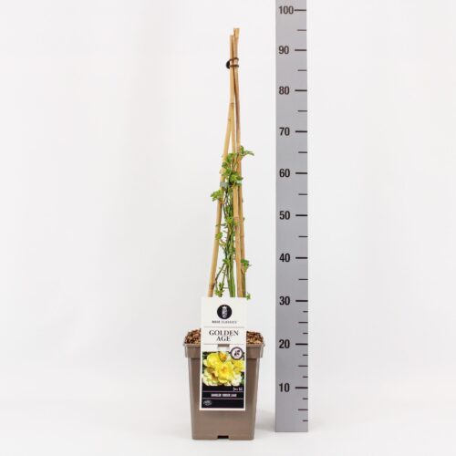 Rosa 'Golden Age'® - Obrázek 2
