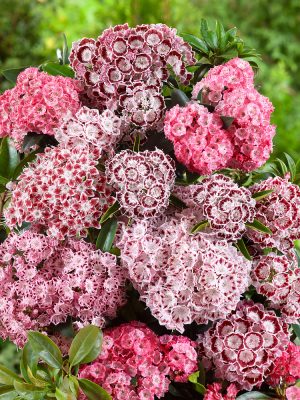 Kalmia - mix v kultivarech