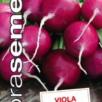 Dobrá semena Ředkvička fialová - Viola celoroční 4g