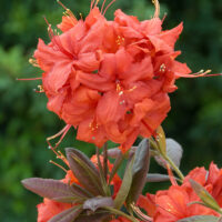 Azalea (KH) 'Balzac'