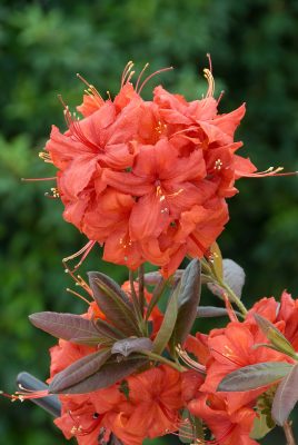 Azalea (KH) 'Balzac'