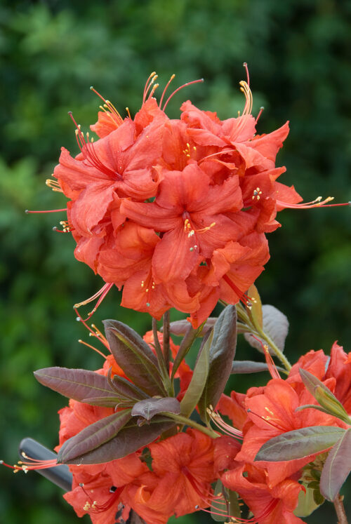 Azalea (KH) 'Balzac' - Obrázek 1