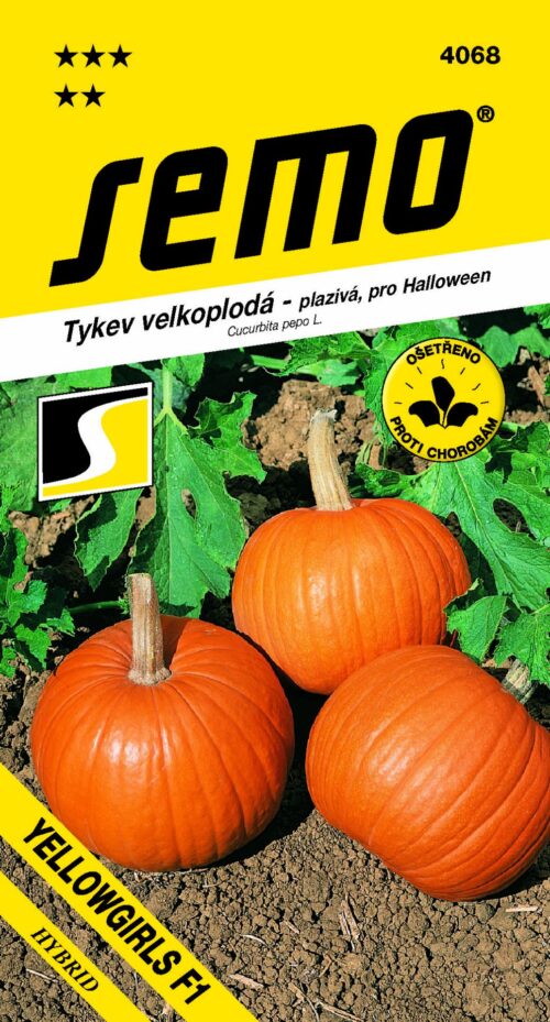 Tykev plazivá - Yellowgirls F1 (Halloween) 3g - Obrázek 1