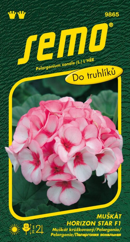 Pelargonie páskatá - Horizon Star F1 11s - Obrázek 1