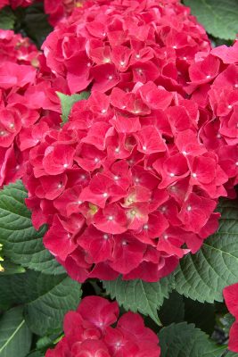 Hydrangea macrophylla 'Magic Red' (červená)