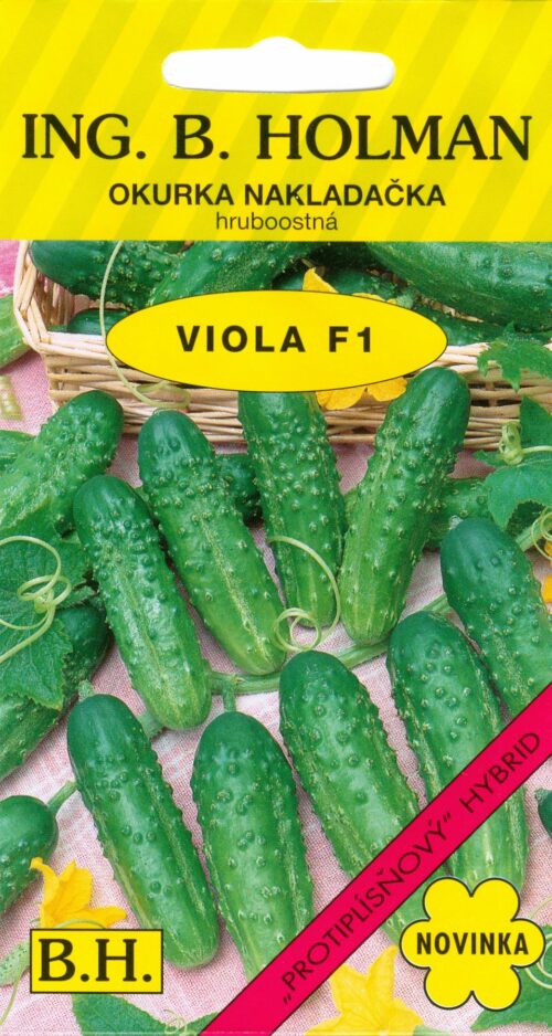 Okurka nakl. Holman - Viola F1 hr 2 g - Obrázek 1
