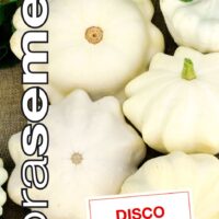 Dobrá semena Patizon bílý - Disco 1,5g