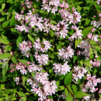 Deutzia Yuki 'Cherry Blossom®'