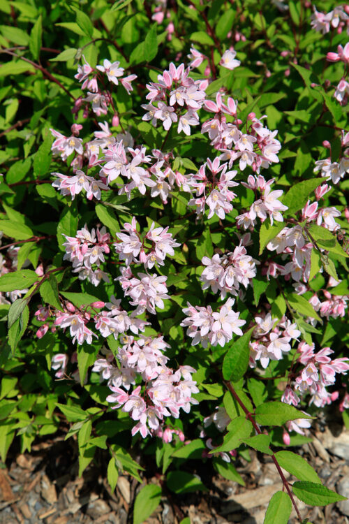 Deutzia Yuki 'Cherry Blossom®' - Obrázek 1