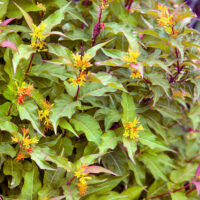 Diervilla rivularis 'Troja Black'