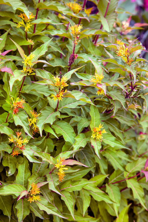 Diervilla rivularis 'Troja Black' - Obrázek 1