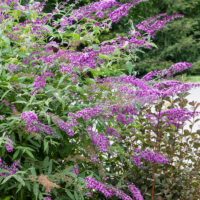 Buddleja davidii 'Orchid Beauty' - lila
