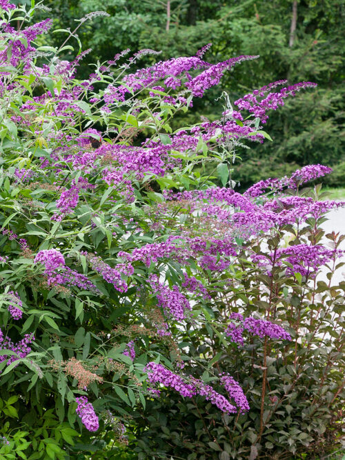 Buddleja davidii 'Orchid Beauty' - lila - Image 1