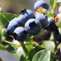Vaccinium corymbosum 'Blueray'