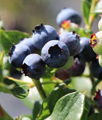 Vaccinium corymbosum 'Blueray'