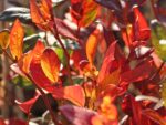 Vaccinium corymbosum 'Blueray' - Obrázek 2