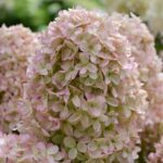 Hydrangea paniculata 'Garden Lights'® - Obrázek 2