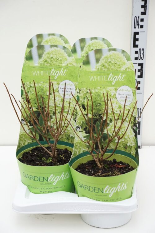Hydrangea paniculata 'Garden Lights'® - Obrázek 3