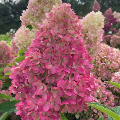 Hydrangea paniculata 'Garden Lights'®
