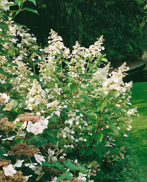 Hydrangea paniculata 'Kyushu' - Obrázek 1