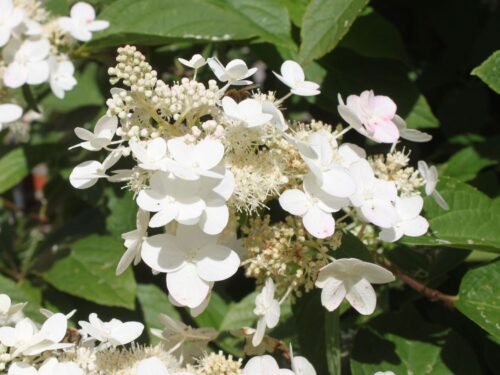 Hydrangea paniculata 'Kyushu' - Obrázek 2