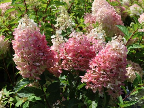Hydrangea paniculata 'Phantom' - Obrázek 2