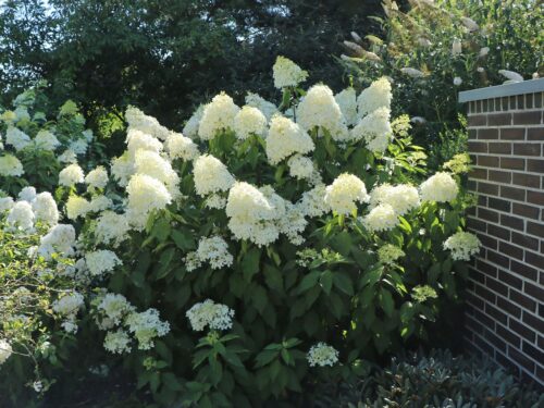 Hydrangea paniculata 'Phantom' - Obrázek 3