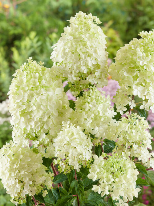 Hydrangea paniculata 'Phantom' - Obrázek 1