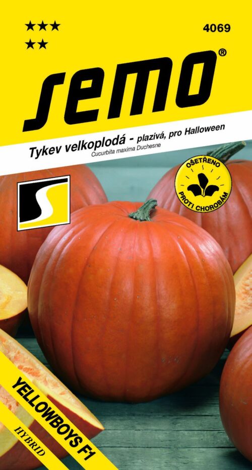 Tykev plazivá - Yellowboys F1 (Halloween) 3g - Obrázek 1