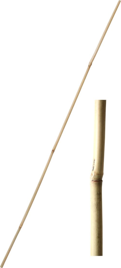 Tyč bambusová 240 cm tl. 20-22 mm - Image 1