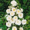 Rosa 'Guirlande d´Amour'®-rambler - C3L