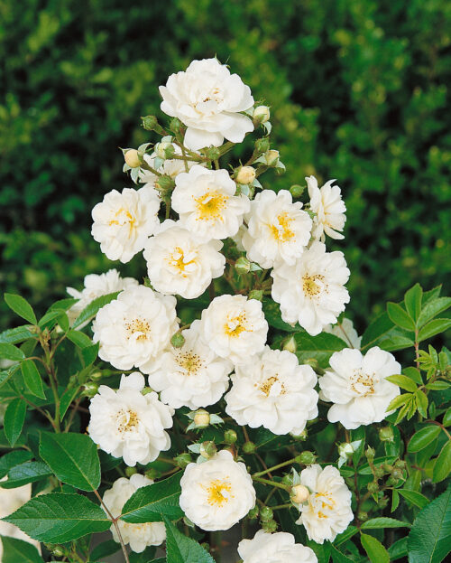 Rosa 'Guirlande d´Amour'®-rambler - Obrázek 1
