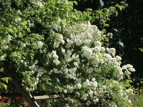 Rosa 'Guirlande d´Amour'®-rambler - Obrázek 2