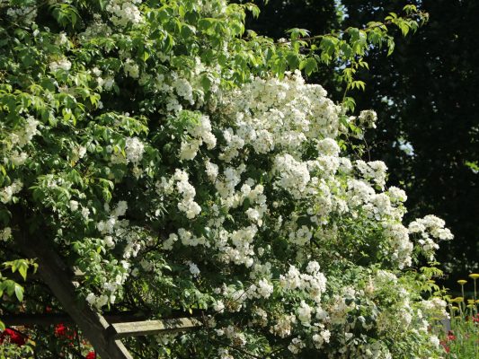 Rosa 'Guirlande d´Amour'®-stromková, převislá